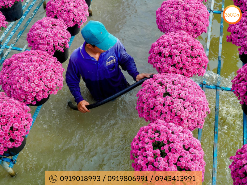Làng hoa Sa Đéc hàng năm cũng thúc đẩy mạnh mẽ ngành dịch vụ của tỉnh - Du lịch 360Go